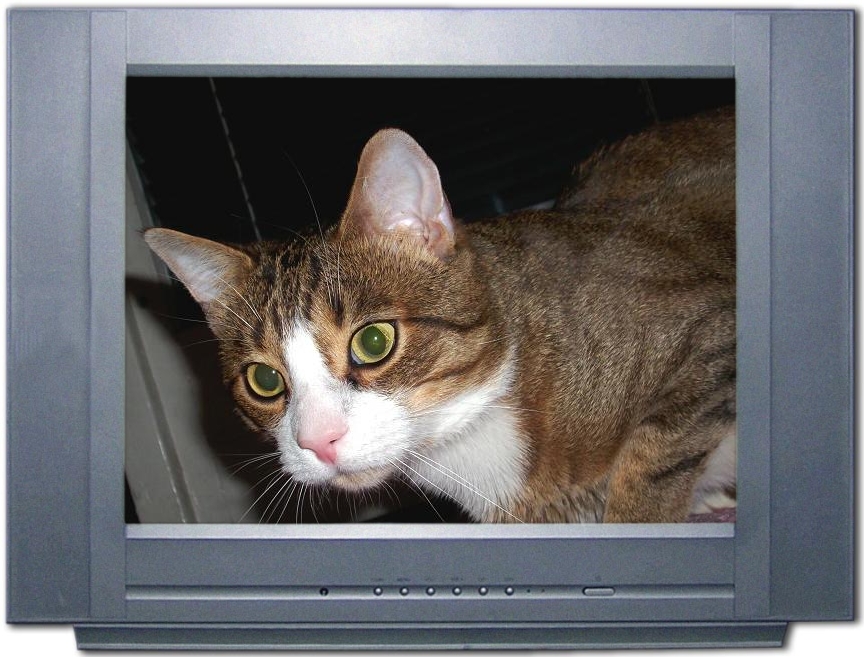 PC cat