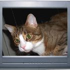 PC cat