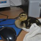 PC-Ente