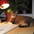 PC Katze Maus