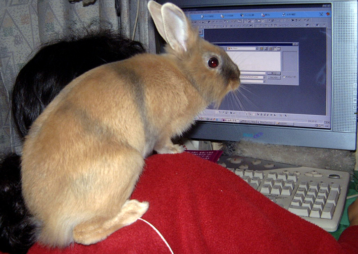 PC Rabbit