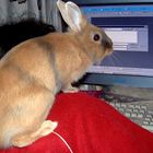 PC Rabbit