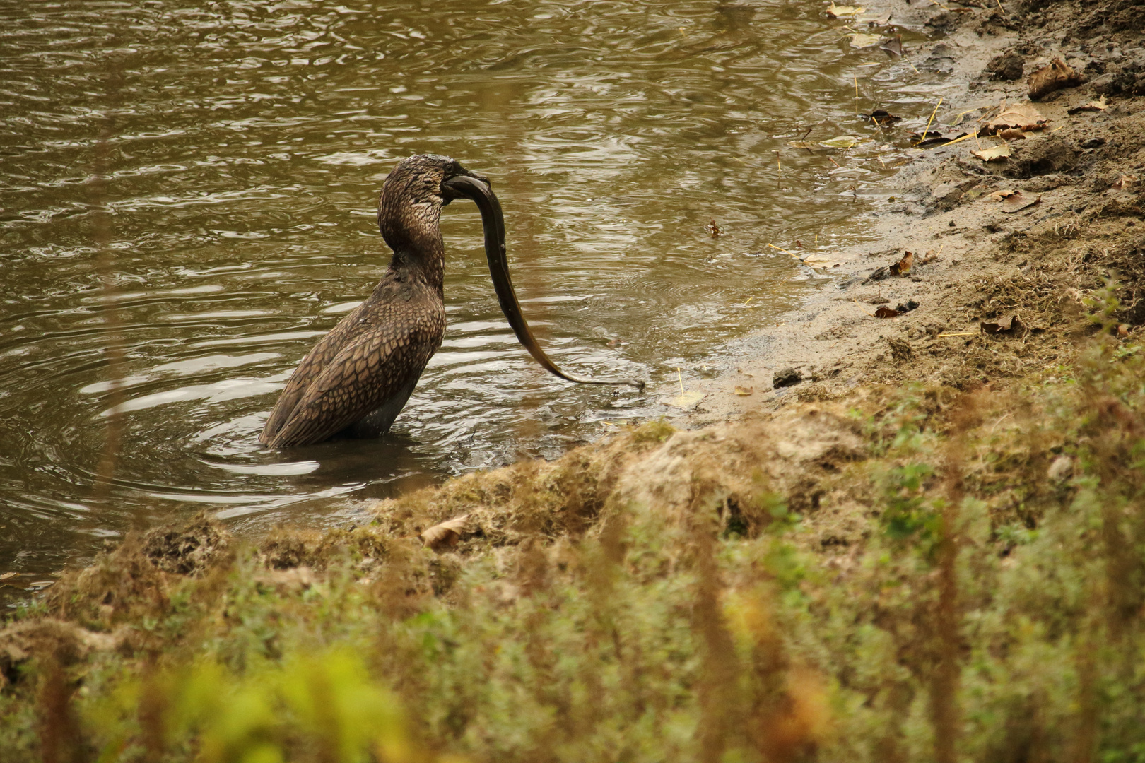 pêche à l'anguille