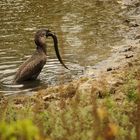 pêche à l'anguille