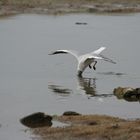 Pêche à pied volé au crabe mou !