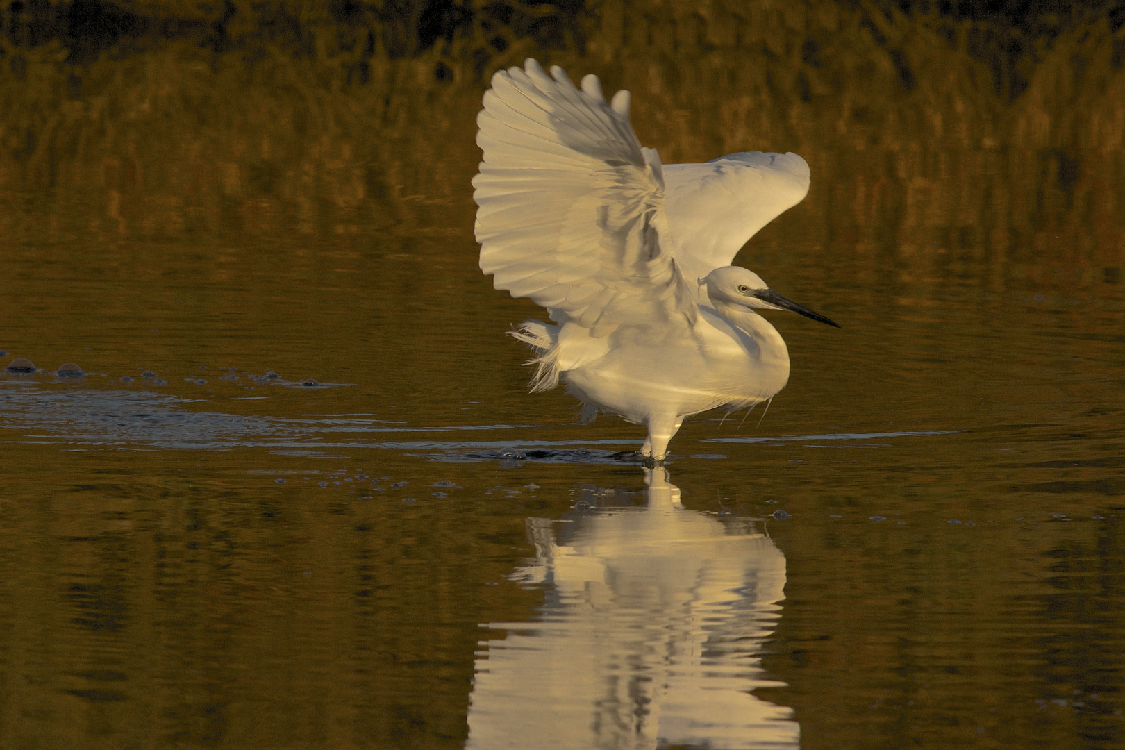 Pêche dans l'or du soir