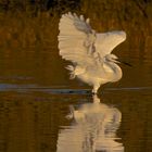 Pêche dans l'or du soir