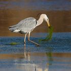 Pêche en eau  saumatre