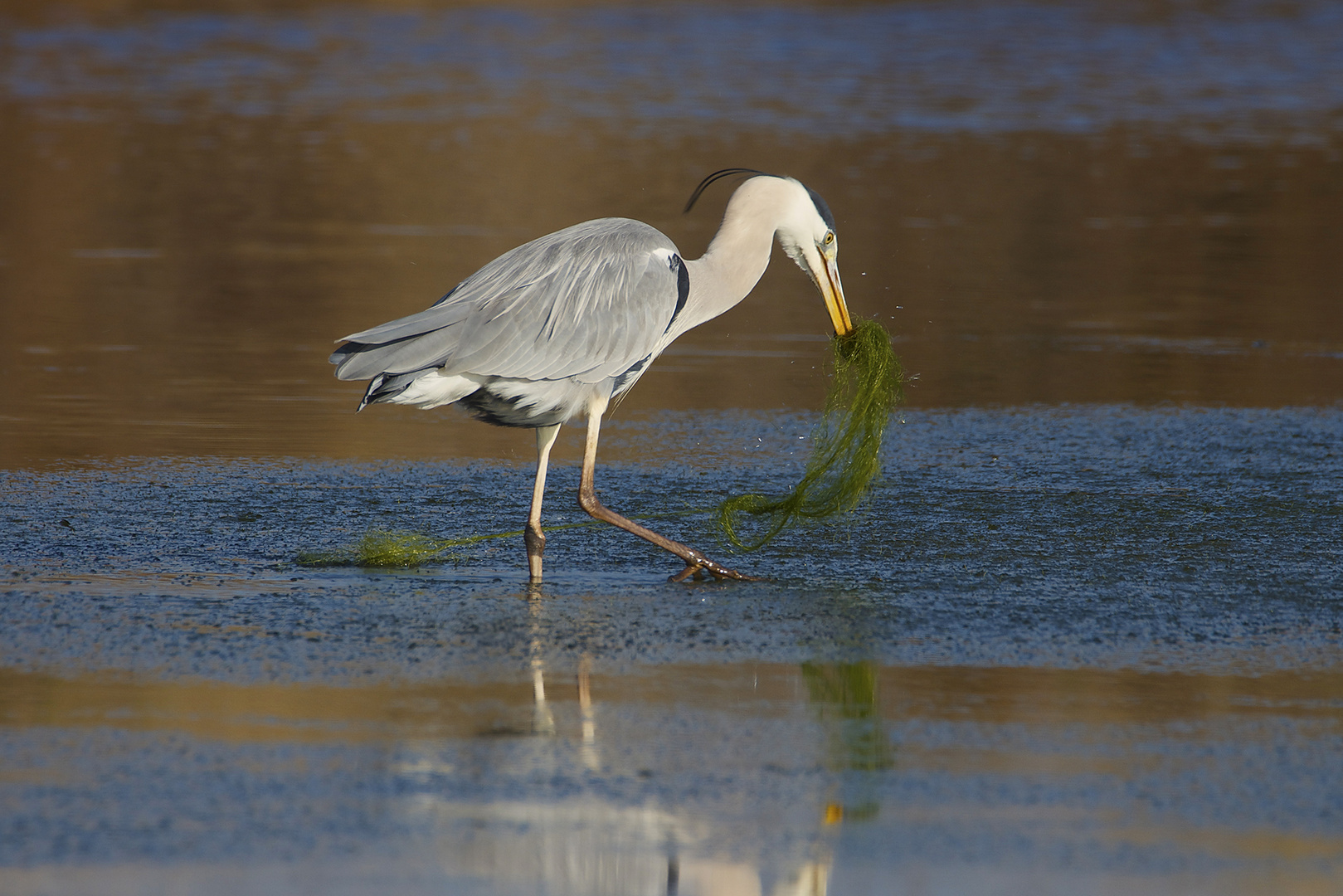 pêche en eau  saumâtre