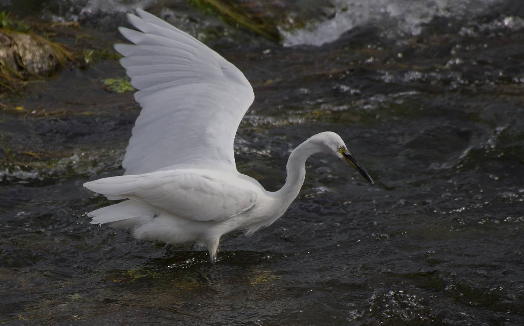 Pêche en Loire (Egretta garzetta, aigrette garzette)