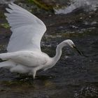 Pêche en Loire (Egretta garzetta, aigrette garzette)