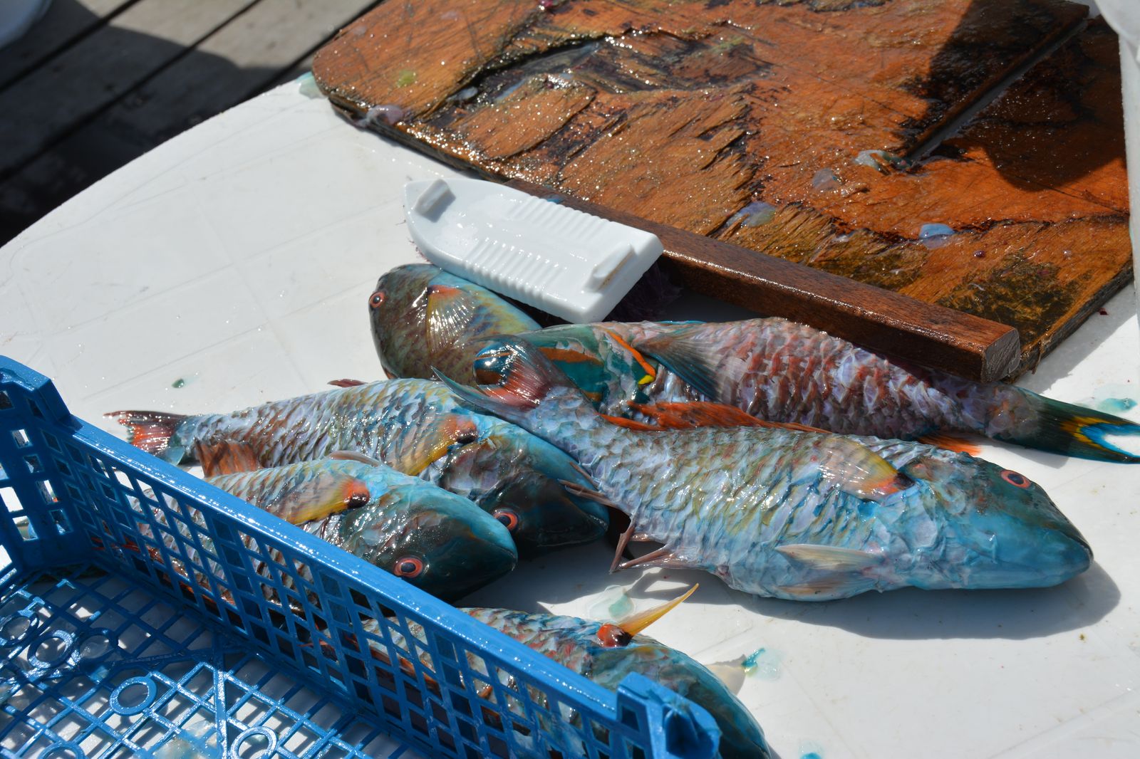 Pêche guadeloupéenne