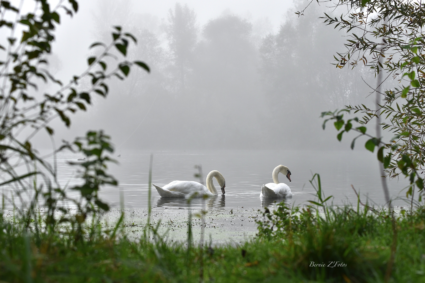 Pêche matinale