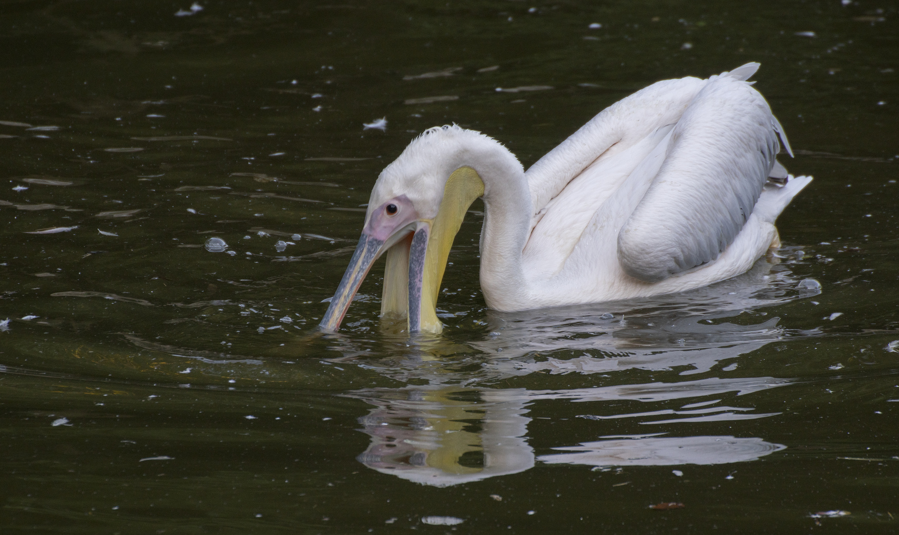 Pêche (Pelecanus onocrotalus, pélican blanc)