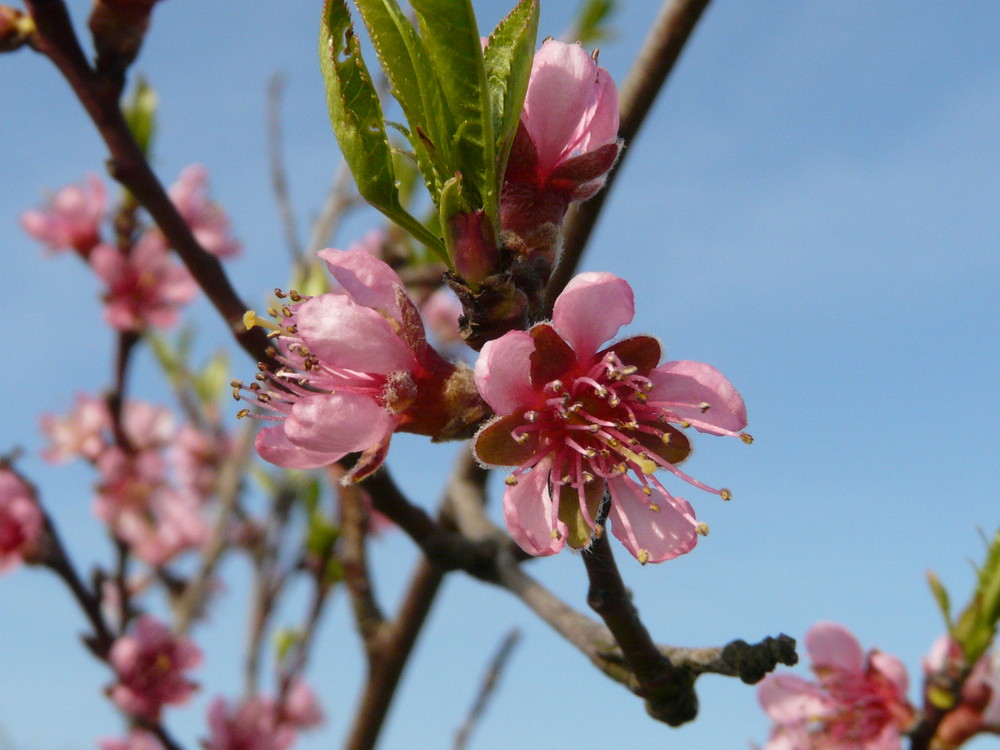 pêcher en fleur