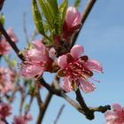 pêcher en fleur