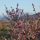 Pêcher en floraison au mois de février !