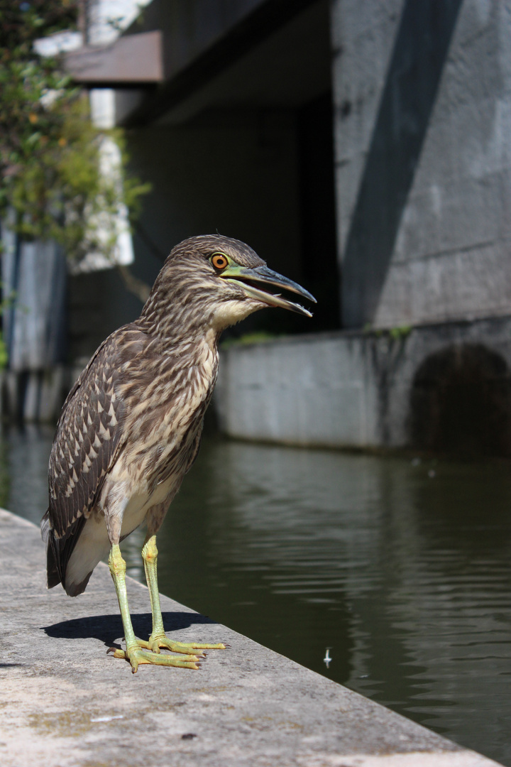 Pêcheur.