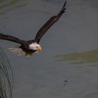 Pêcheur et son reflet (Haliaeetus leucocephalus, pygargue à tête blanche)