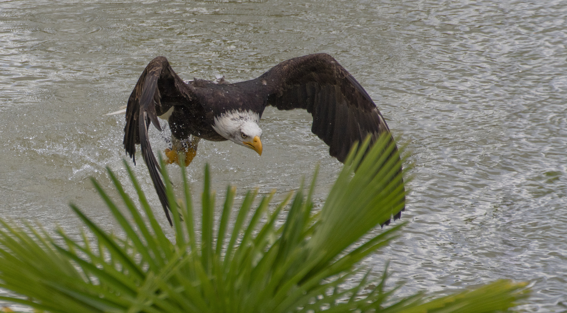 Pêcheur (Haliaeetus leucocephalus, pygargue à tête blanche)