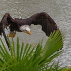 Pêcheur (Haliaeetus leucocephalus, pygargue à tête blanche)