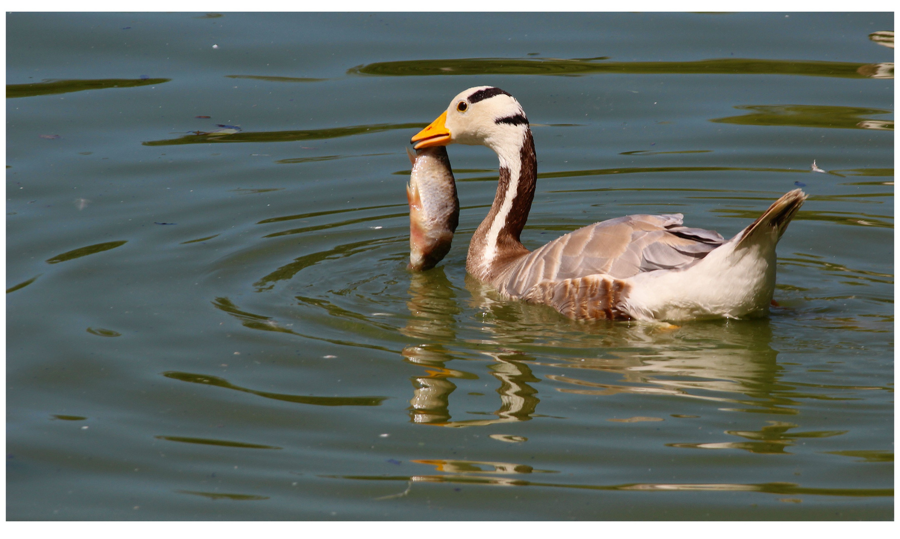 pêcheur...!...Opportuniste?