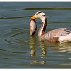 pêcheur...!...Opportuniste?