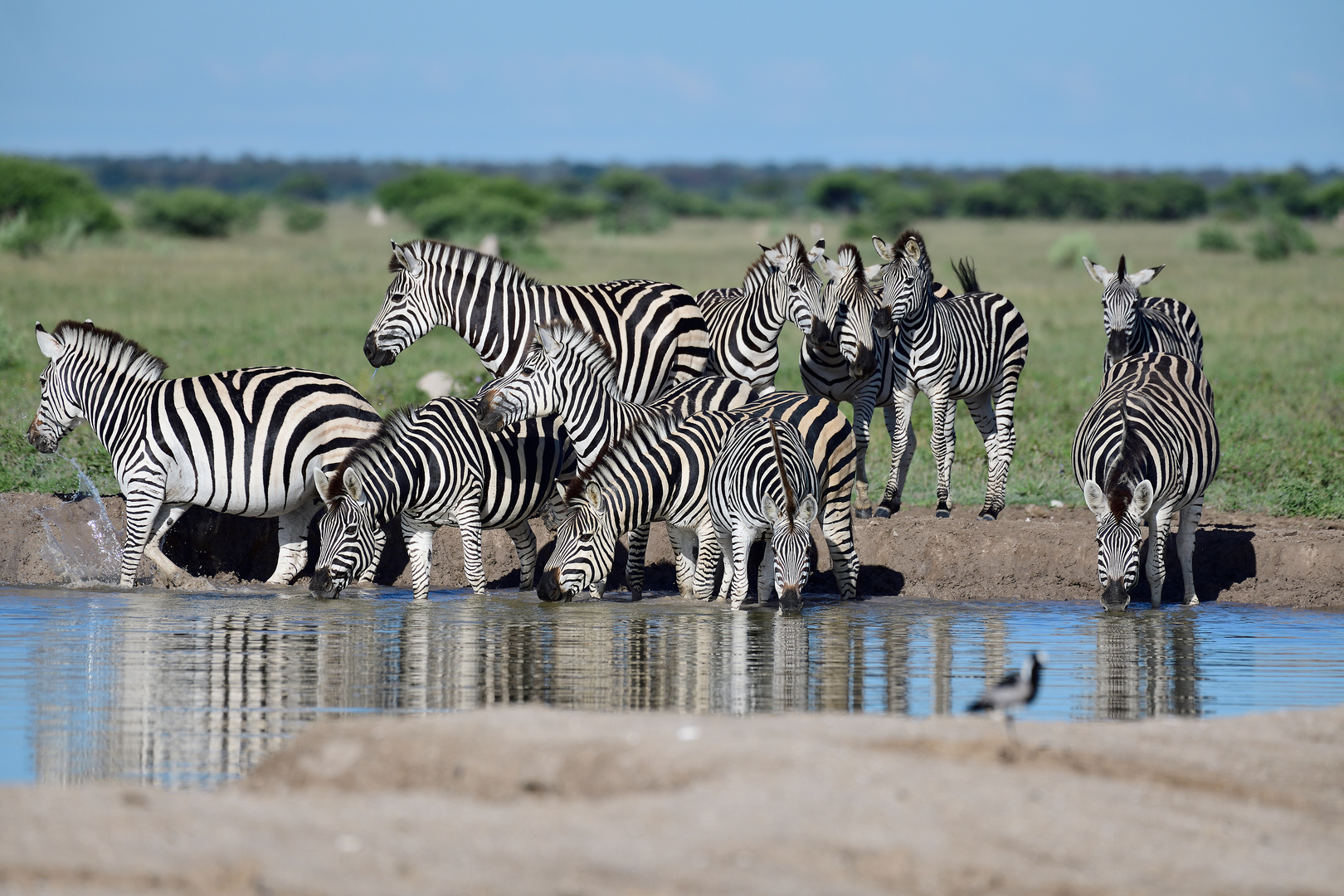 Peace at a waterhole