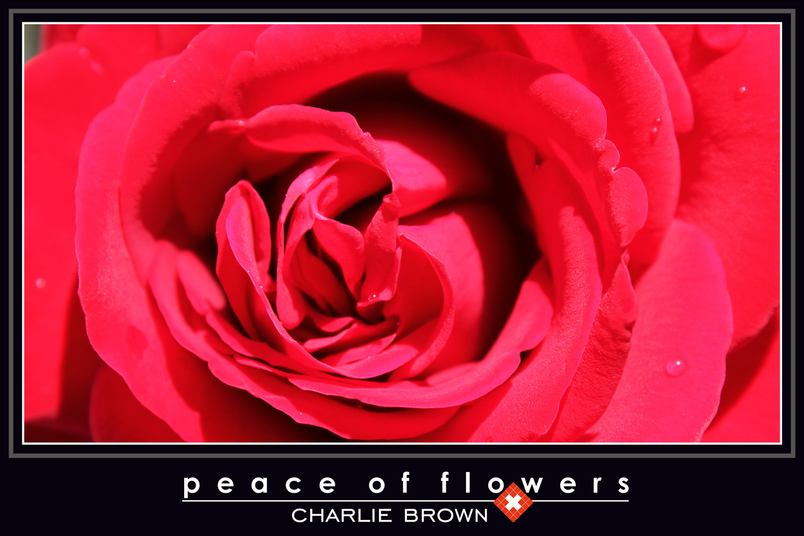 Peace of flowers 0001