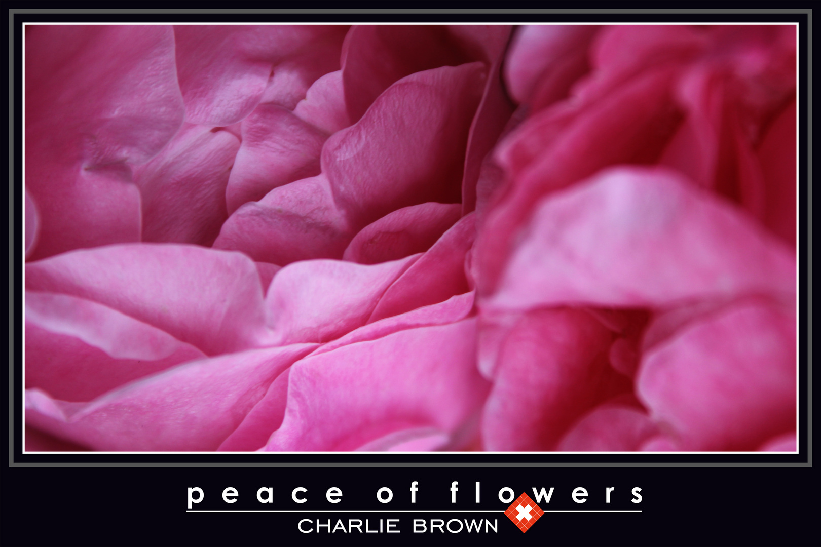 Peace of Flowers 0024