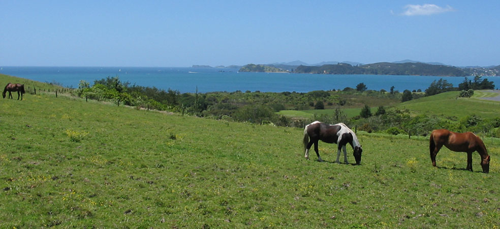 Peaceful Bay of Islands