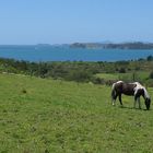 Peaceful Bay of Islands