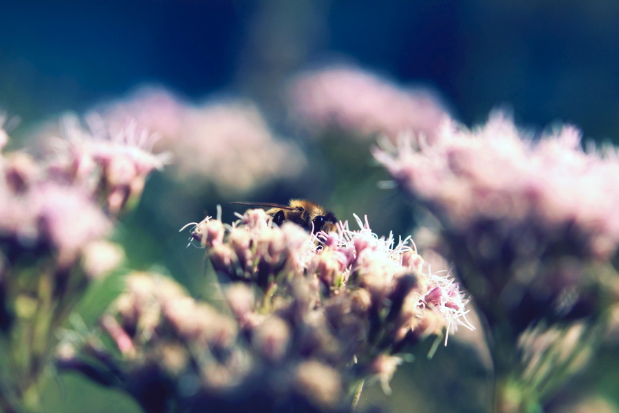 Peaceful bee .... 