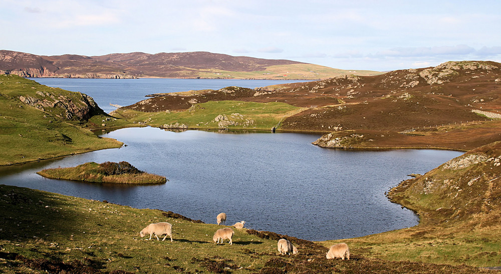 Peaceful grazing