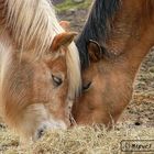 Peaceful Horses for women only?