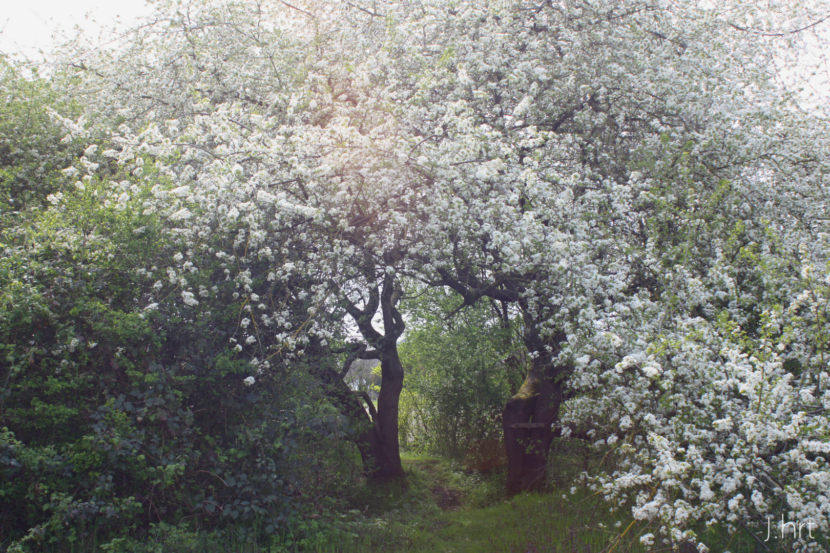 Peaceful tree