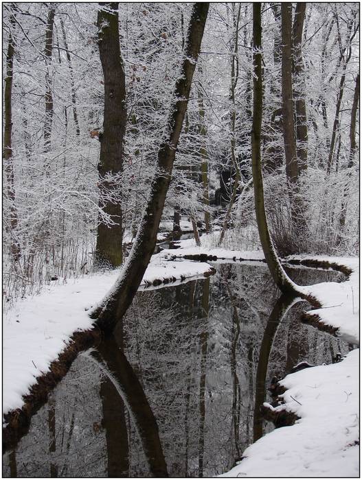 Peaceful Winter Forest