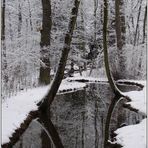 Peaceful Winter Forest