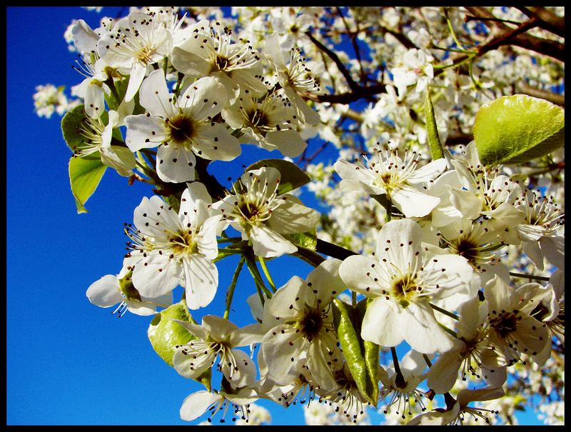 Peach Blooms