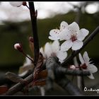 Peach Blossom