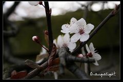 Peach Blossom