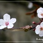 Peach Blossom 2