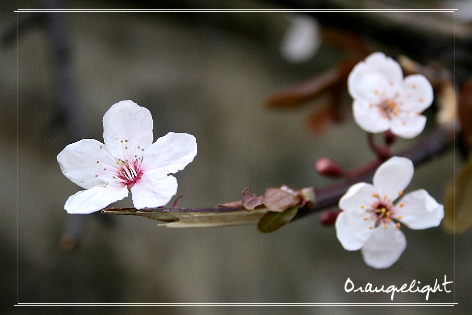 Peach Blossom 2