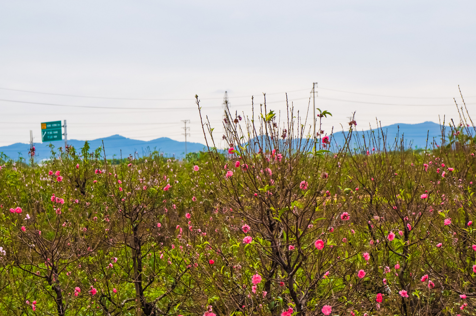 Peach blossom garden for Lunar New Year