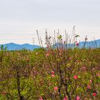 Peach blossom garden for Lunar New Year