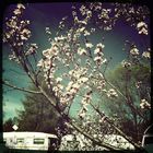 peach blossom II
