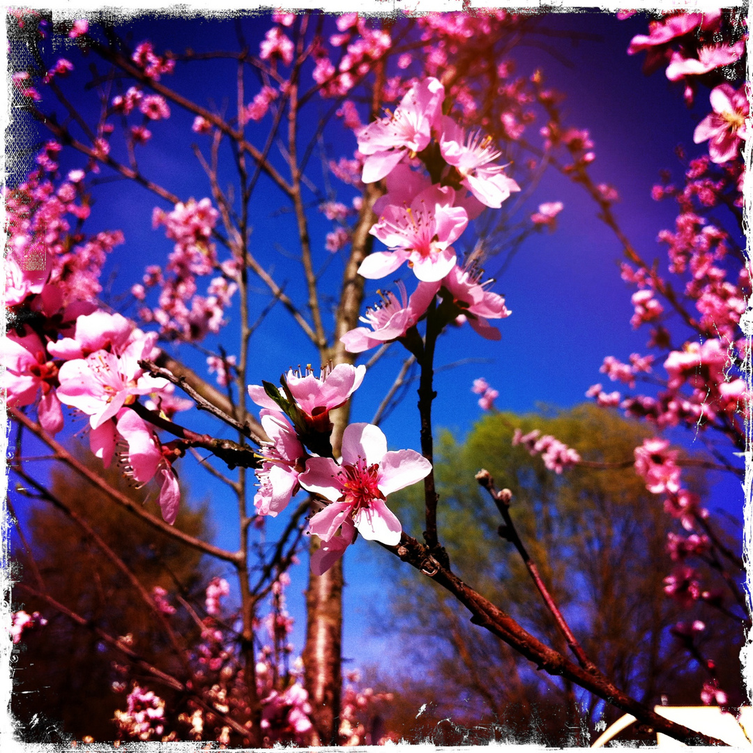 peach blossom III