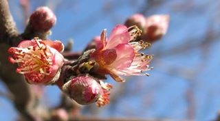 Peach Blossoms