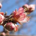 Peach Blossoms