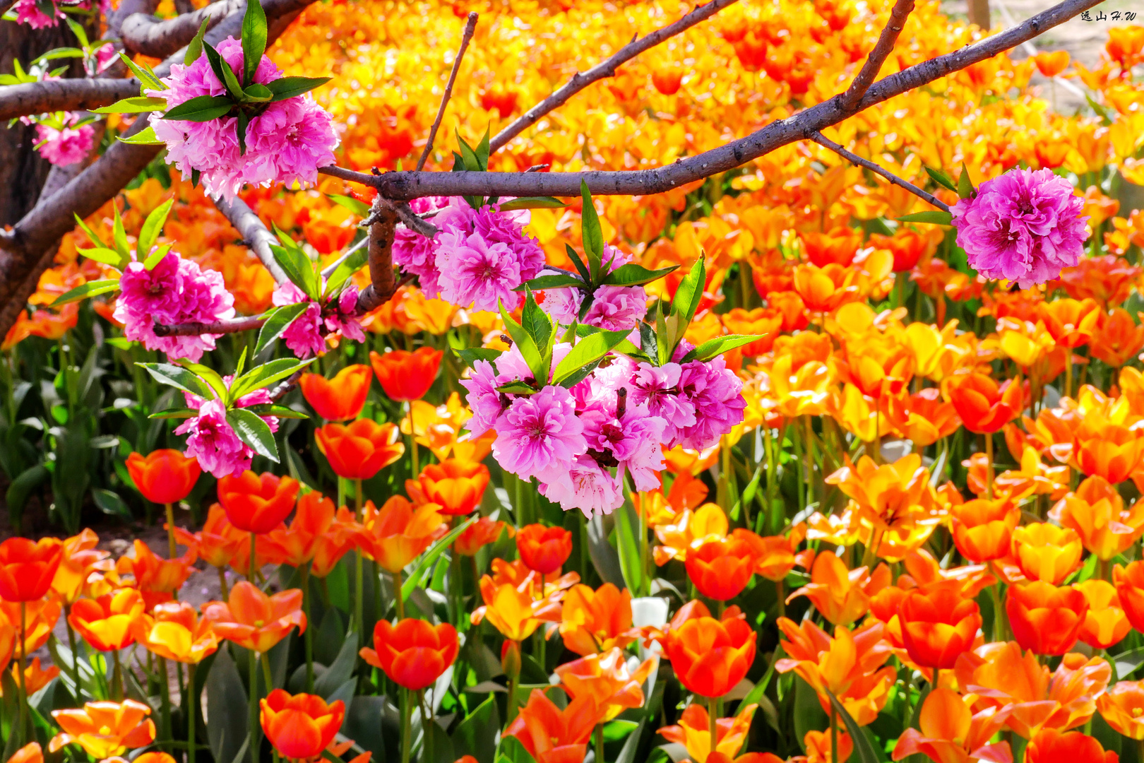 Peach blossoms and tulips